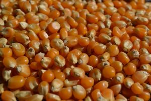 popcorn, pop corn, wheat-1460536.jpg